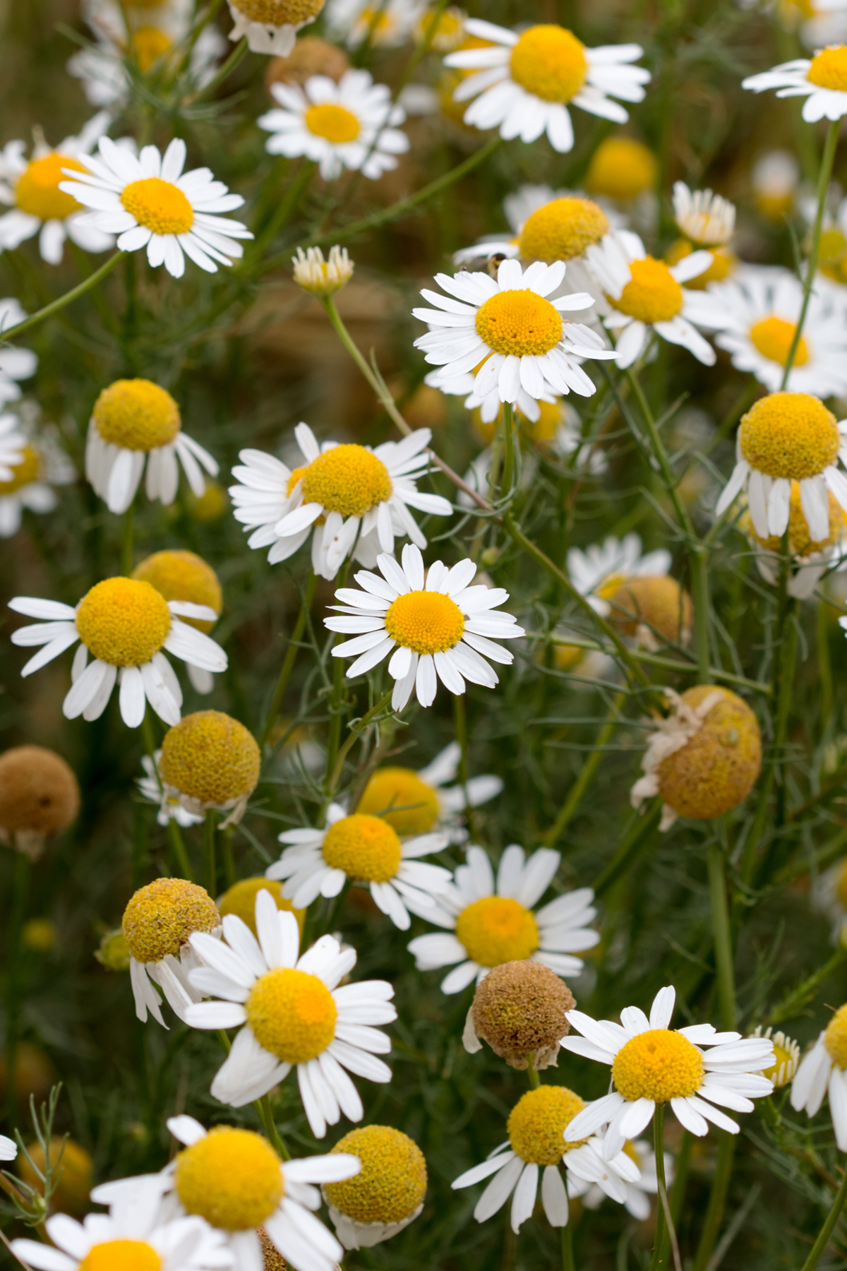Chamomile